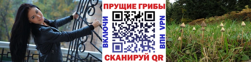shop как зайти  гидра зеркало  Коломна  Псилоцибиновые грибы GOLDEN TEACHER 